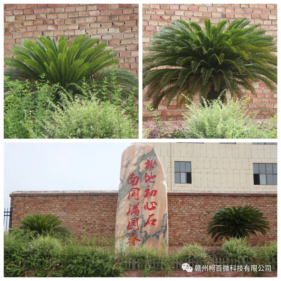 總部六景：創(chuàng  )業(yè)樹(shù)